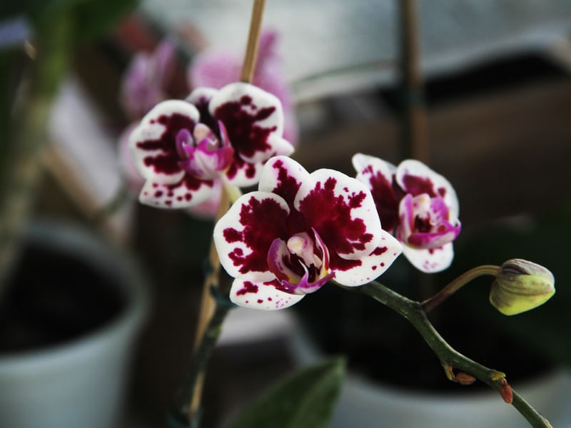 ORQUÍDEA 01
