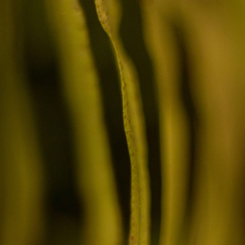 FERN_01