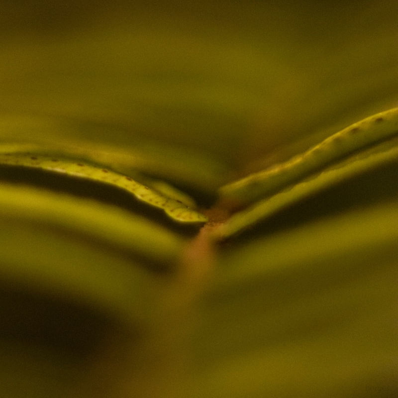 FERN_02