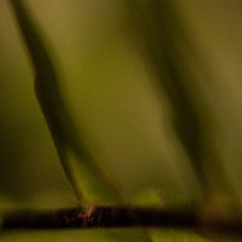 FERN_03