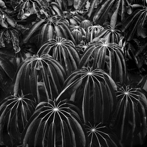 DARK NATURE - ANALOGICO