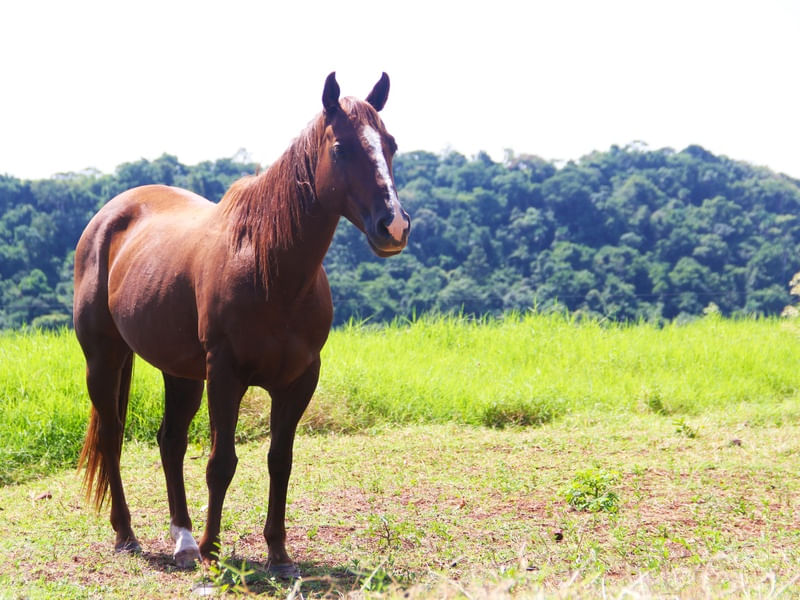 CAVALO MARROM 1