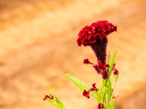 FLOR VERMELHA NO CAMPO