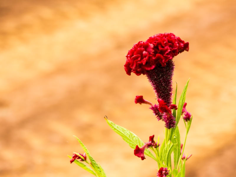 FLOR VERMELHA NO CAMPO