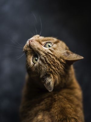 O GATO CURIOSO
