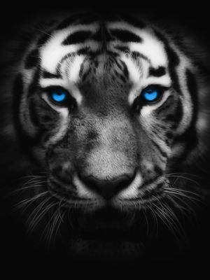 TIGRE DE OLHOS AZUIS - 01A