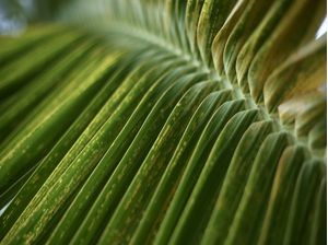 LEAF OF PALM 2