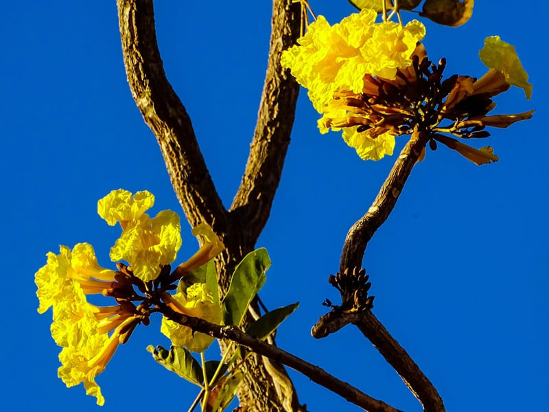 IPÊ DO CERRADO