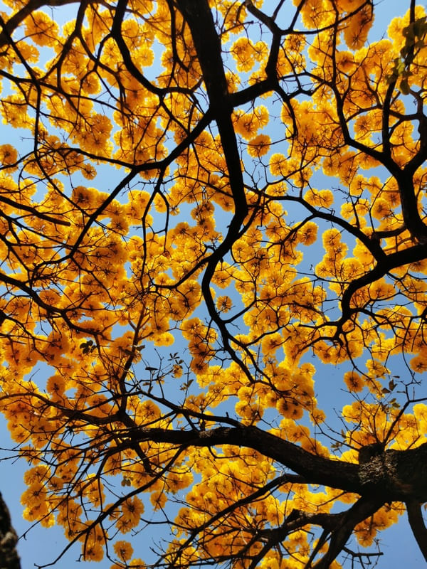 IPÊ-AMARELO