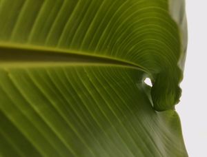 POR DENTRO DOS DETALHES NATURAIS