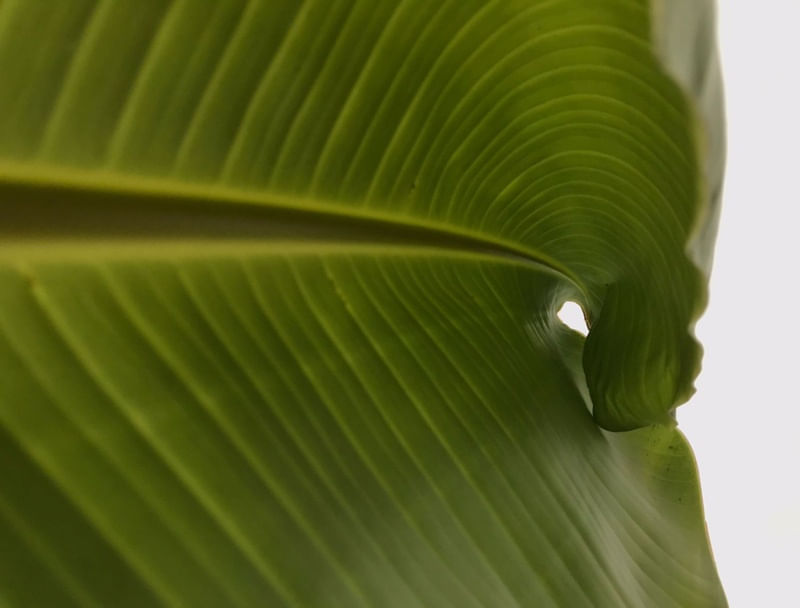 POR DENTRO DOS DETALHES NATURAIS