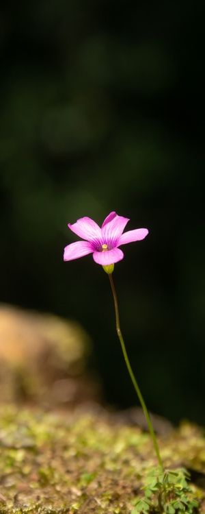 SMALL THINGS 1