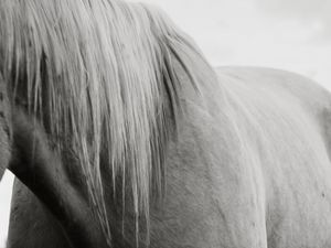 CAVALO E SUAS LINHAS, TRAÇOS E CURVAS (EM PRETO E BRANCO)