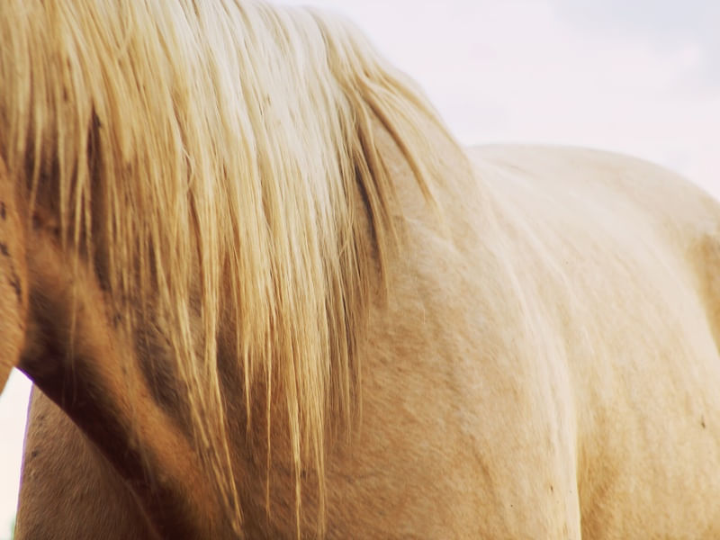 CAVALO E SUAS LINHAS, TRAÇOS E CURVAS