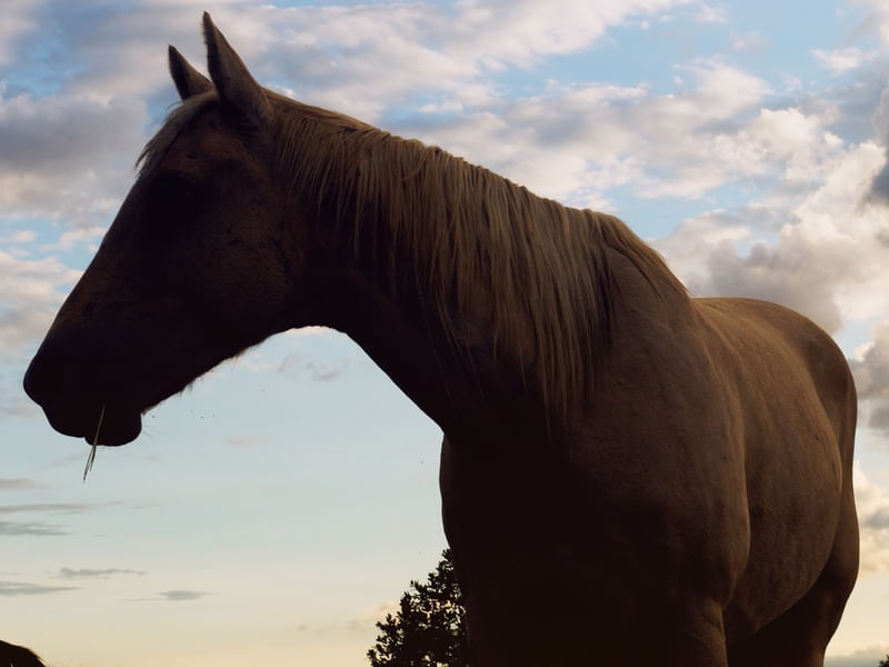 SOMBRAS E O CAVALO