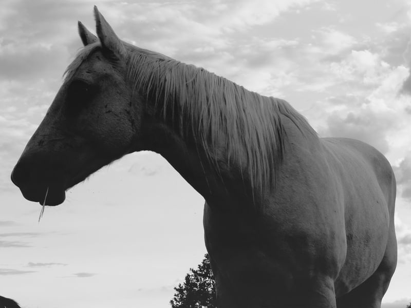 SOMBRAS E O CAVALO EM PRETO E BRANCO