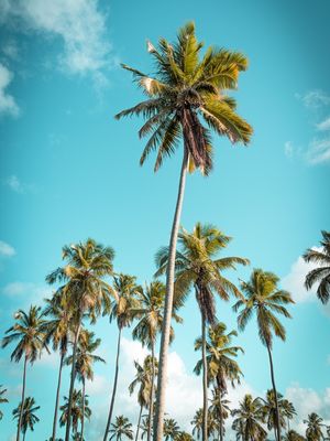 COQUEIRAL AO CÉU AZUL DA PRAIA