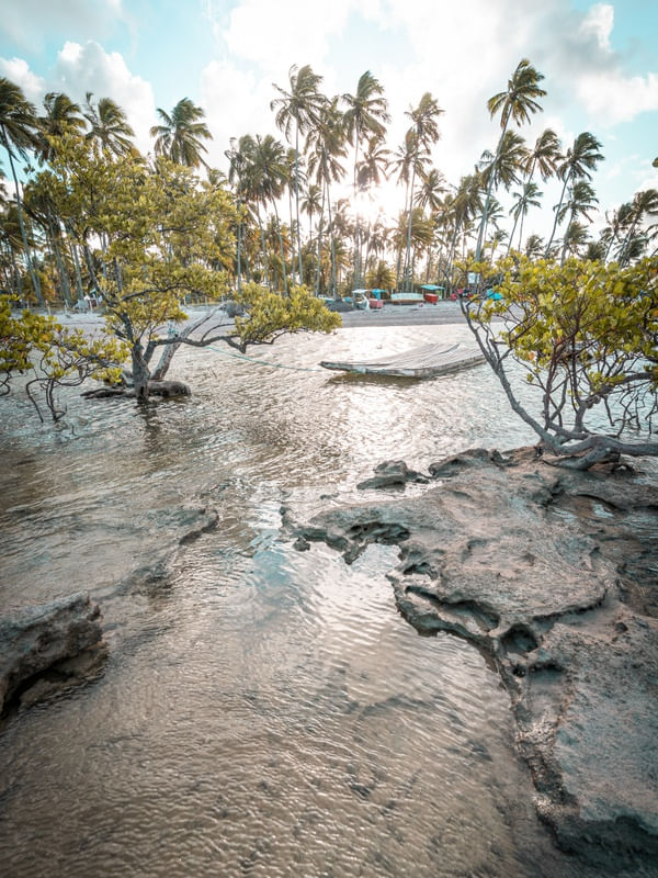 MANGUEZAL NA BEIRA DA PRAIA