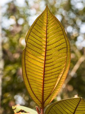 FOLHA / FLOR DE MINAS
