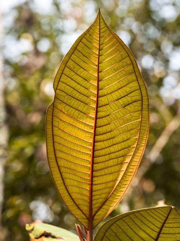 FOLHA / FLOR DE MINAS