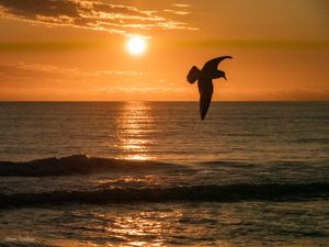 GAIVOTA EM MARISCAL SAUDANDO O AMANHECER