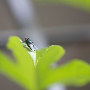 FLY AND FLY