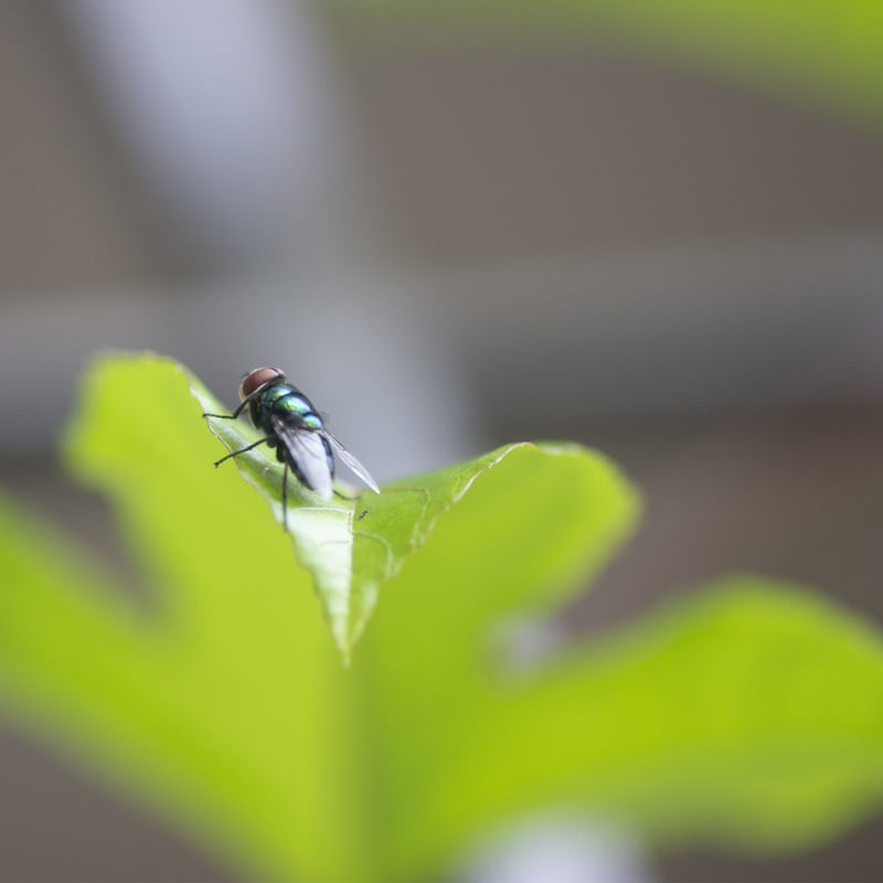 FLY AND FLY