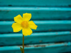 FLOR NO AZUL