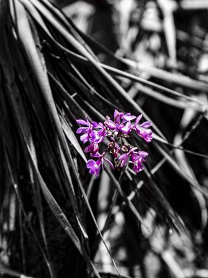 FLOR NO CERRADO