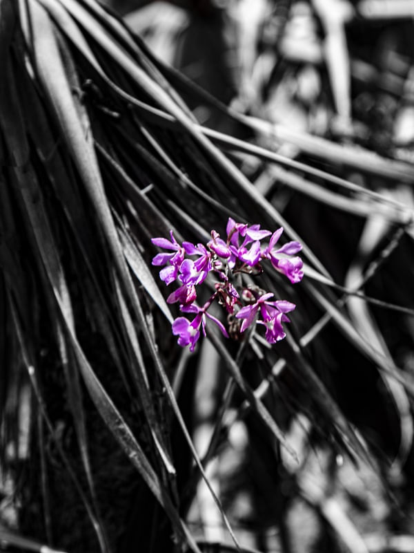 FLOR NO CERRADO
