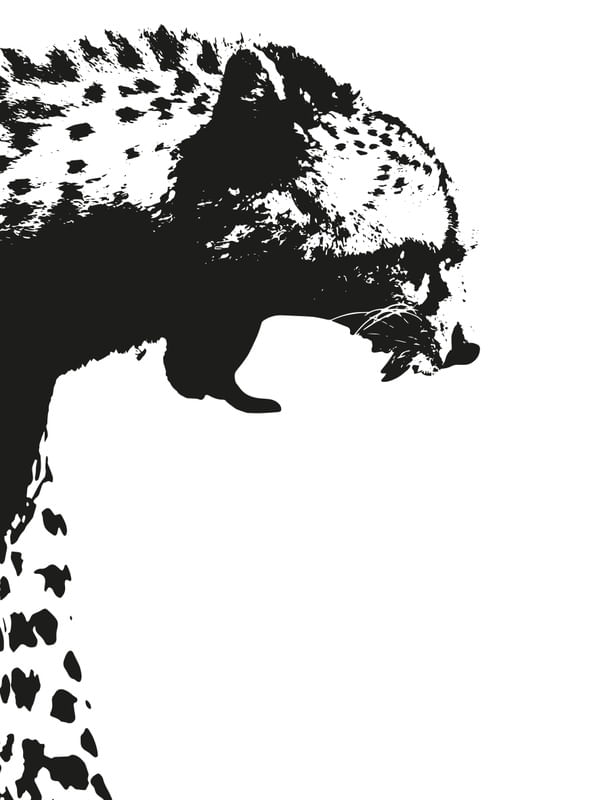 MY CHEETAH SERIES 1