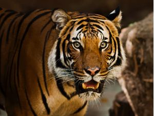 TIGRE FOTO REALISTA PIXELADO NO PHOTOSHOP