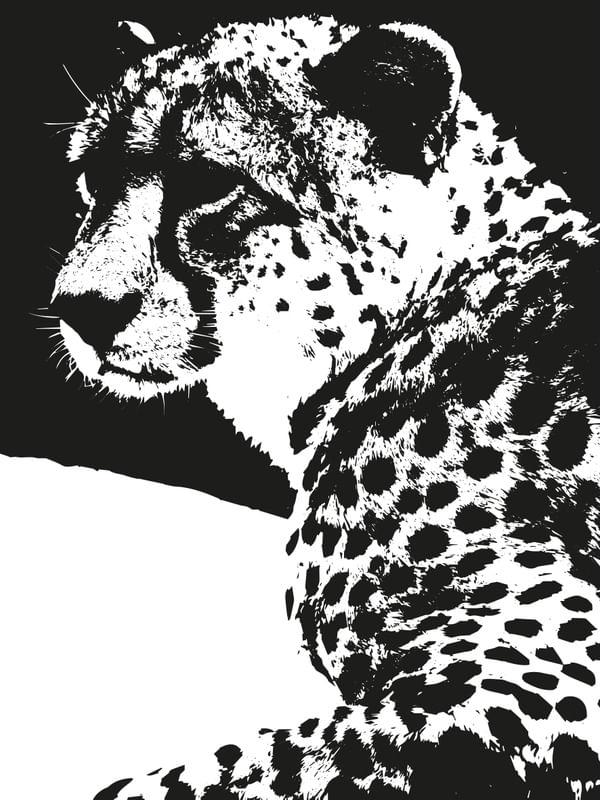 MY CHEETAH SERIES 3