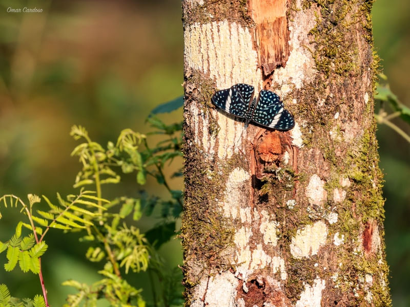 BORBOLETA AZUL NO SAGUAÇU