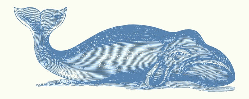 BALLENA