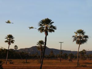 O CAMPO DAS GARÇAS