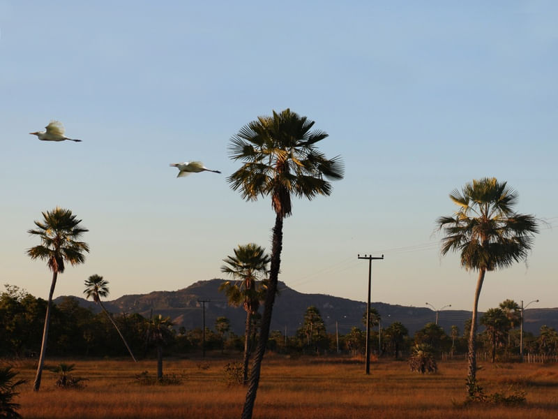 O CAMPO DAS GARÇAS