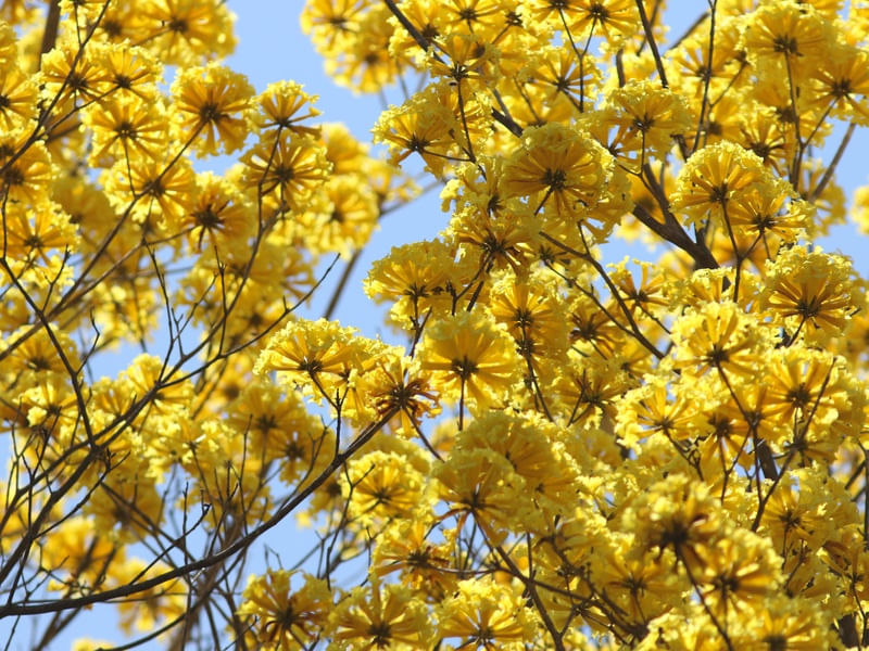 A FLOR DO IPÊ