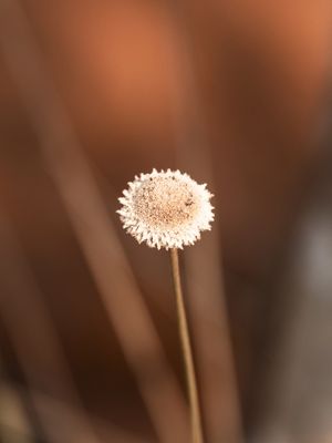 RENASCIMENTO / FLOR DE MINAS