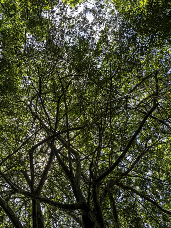 GALHOS DE ÁRVORE DE FLORESTA