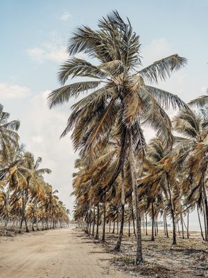 SEQUÊNCIA DE COQUEIROS À BEIRA MAR