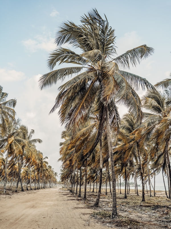SEQUÊNCIA DE COQUEIROS À BEIRA MAR