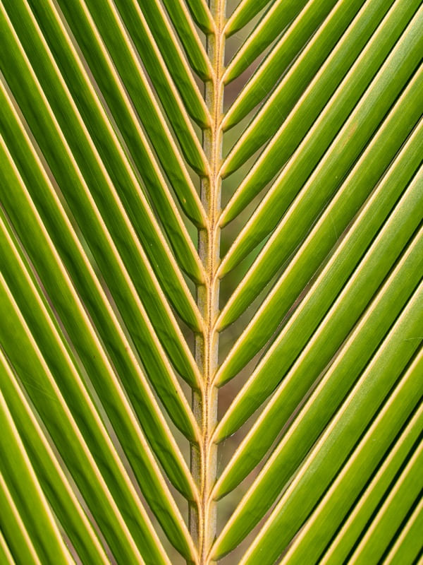 DETALHES DA PALHA DE COQUEIRO