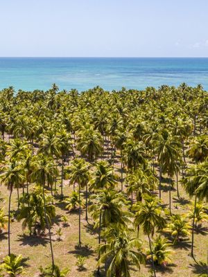 COQUEIRAL COM MAR AZUL AO FUNDO