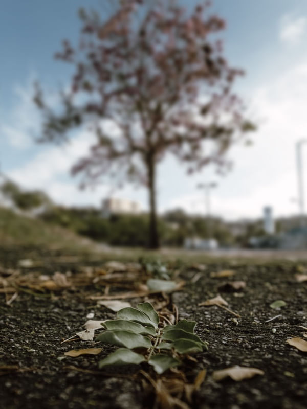 MY SWEET LEAF