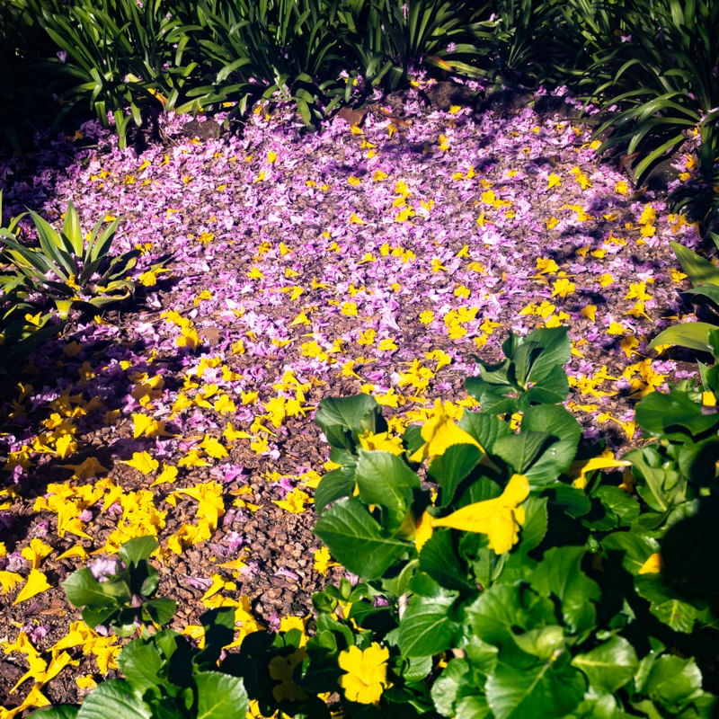 CAMINHOS FLORIDOS 2