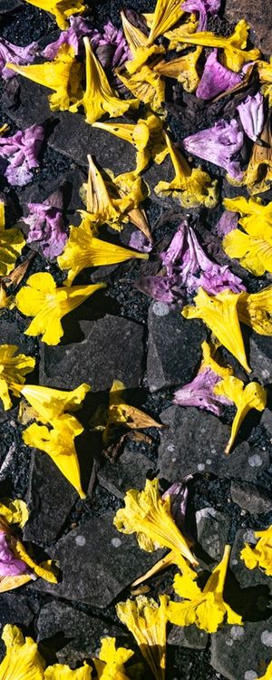 CAMINHOS FLORIDOS 3