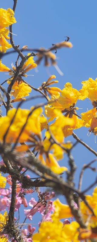 CAMINHOS FLORIDOS - TRÍPTICO 1
