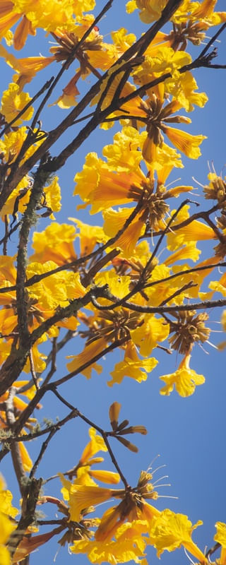 CAMINHOS FLORIDOS - TRÍPTICO 3