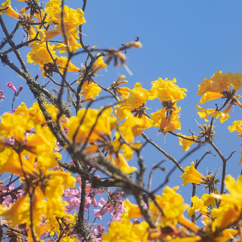 CAMINHOS FLORIDOS 7